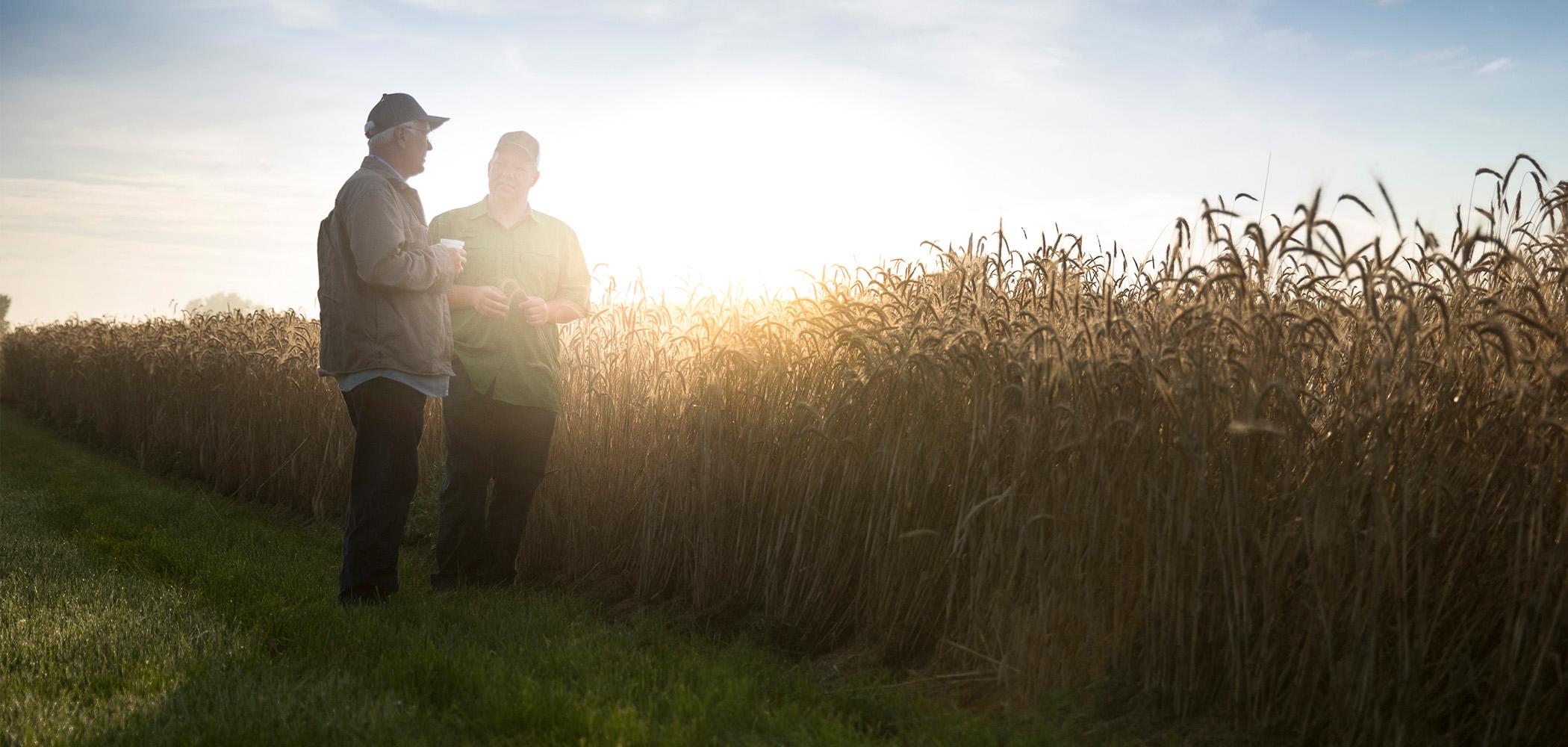 Two farmers standing in a field